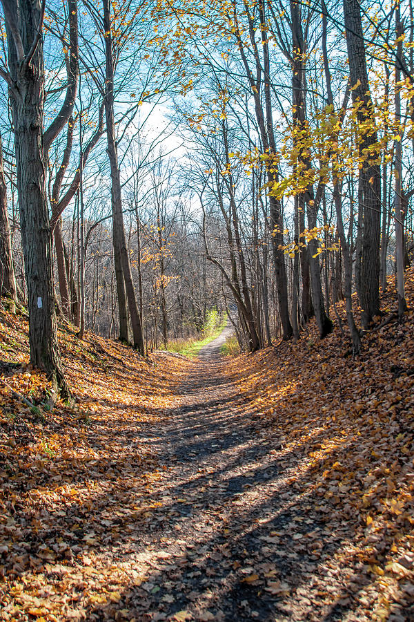 Path Through An Autumn Forest Photograph