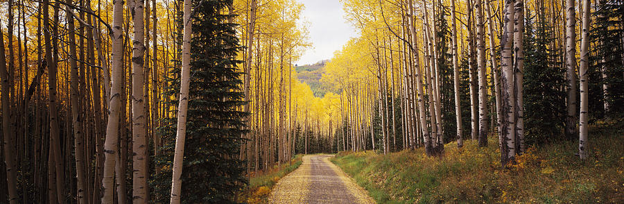 Path Through Aspen Tree Forest Photograph by Timothy Hearsum