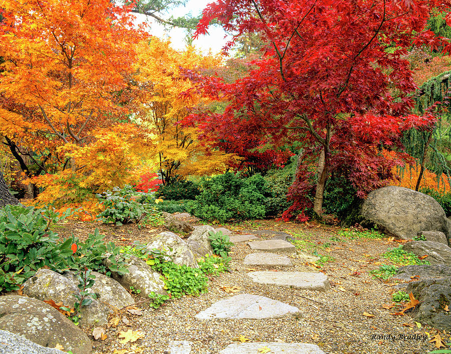 Path Through Autumn  Photograph by Randy Bradley