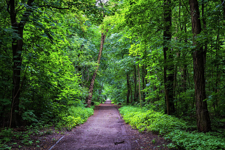 Path Through Green Forest Park Photograph by Artur Bogacki