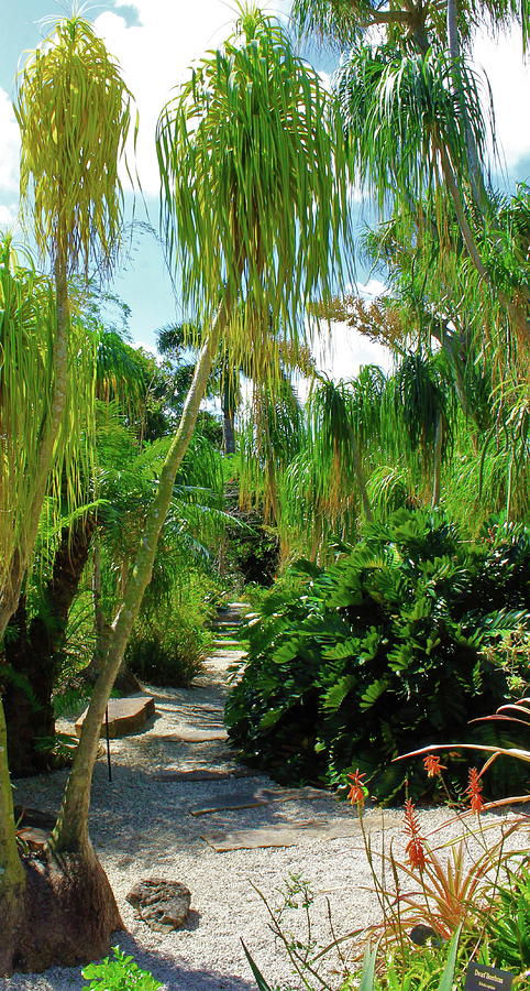 Path Through Ponytail Palms Photograph by Christopher J Kirby