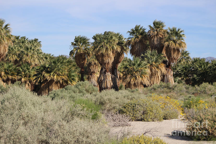 Path Through San Andreas Fault Desert Oasis 2 Coachella Preserve Photograph by Colleen Cornelius