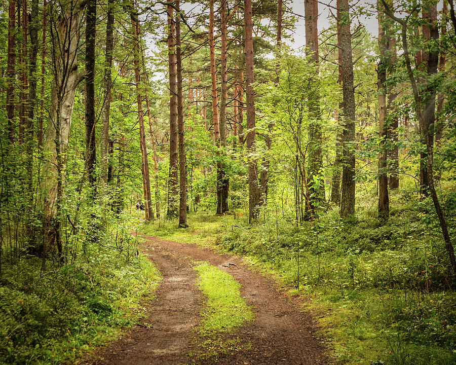 Path Through The Autumnal Forest Latvia  Photograph by Aleksandrs Drozdovs