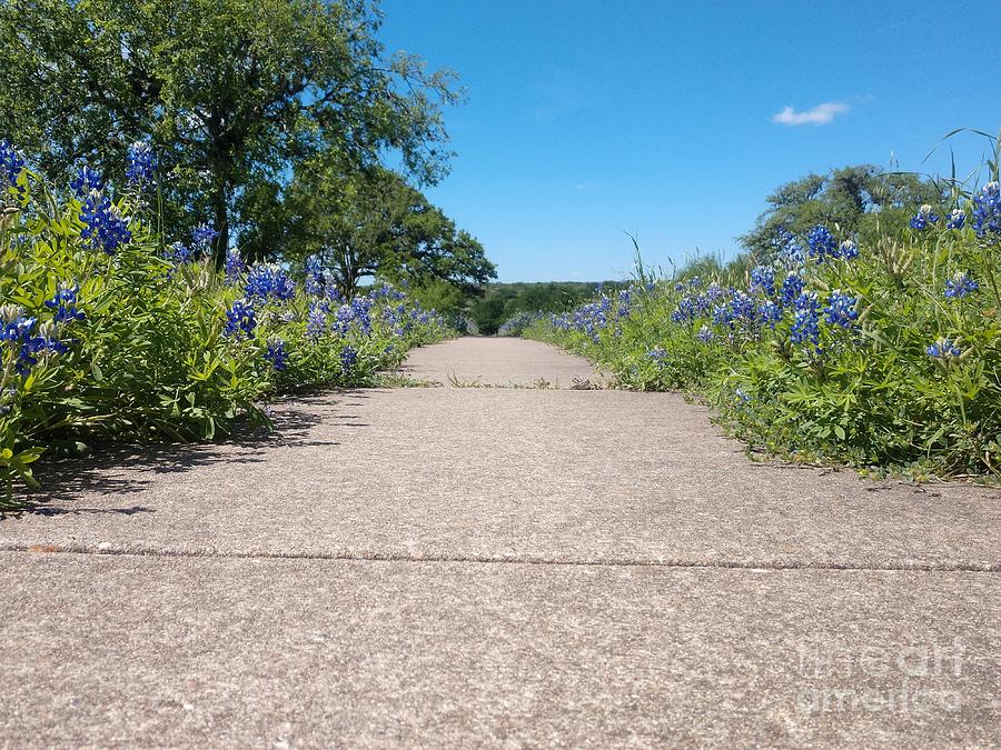Path Through The Blue Bells Of Texas Digital Art by Scott S Baker