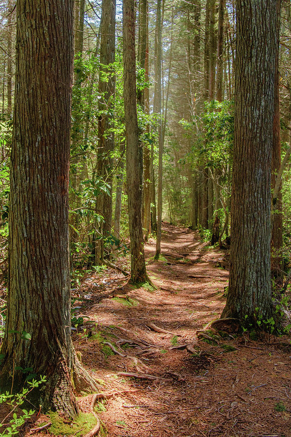 Path Through The Towering Cedars Photograph by Kristia Adams