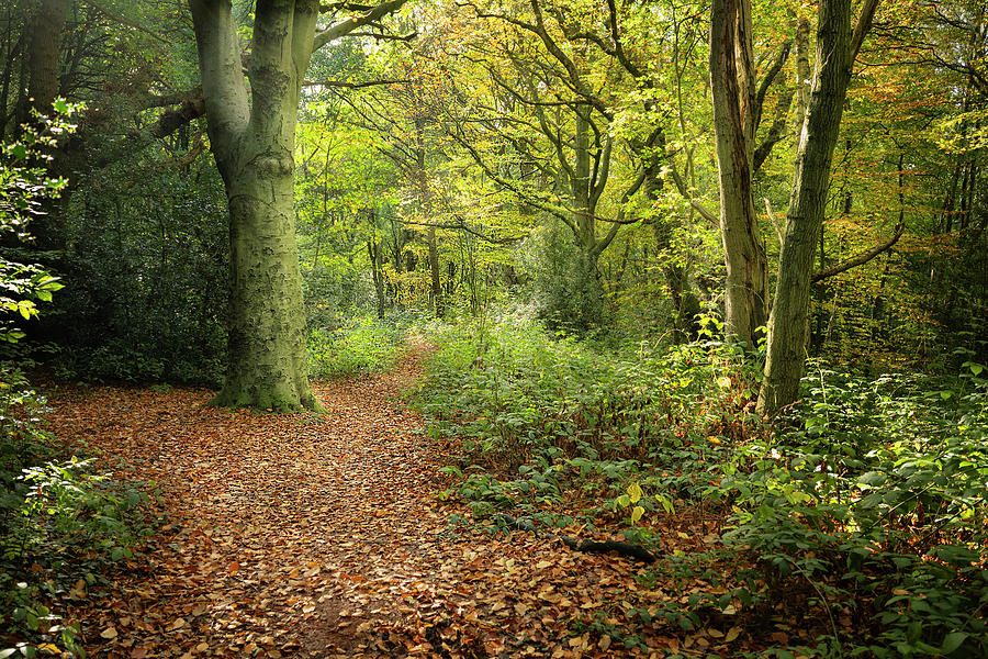 Path through the Woods in Autumn Photograph by Anne Haile - Fine Art ...