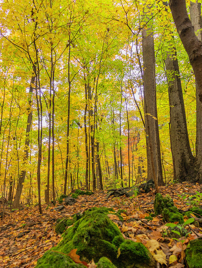 Path to a Vibrant Fall Forest Photograph by Auden Johnson