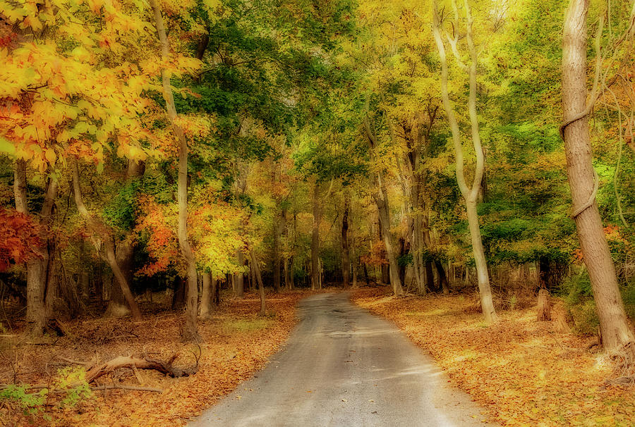 Path To Autumn Photograph by Cathy Kovarik