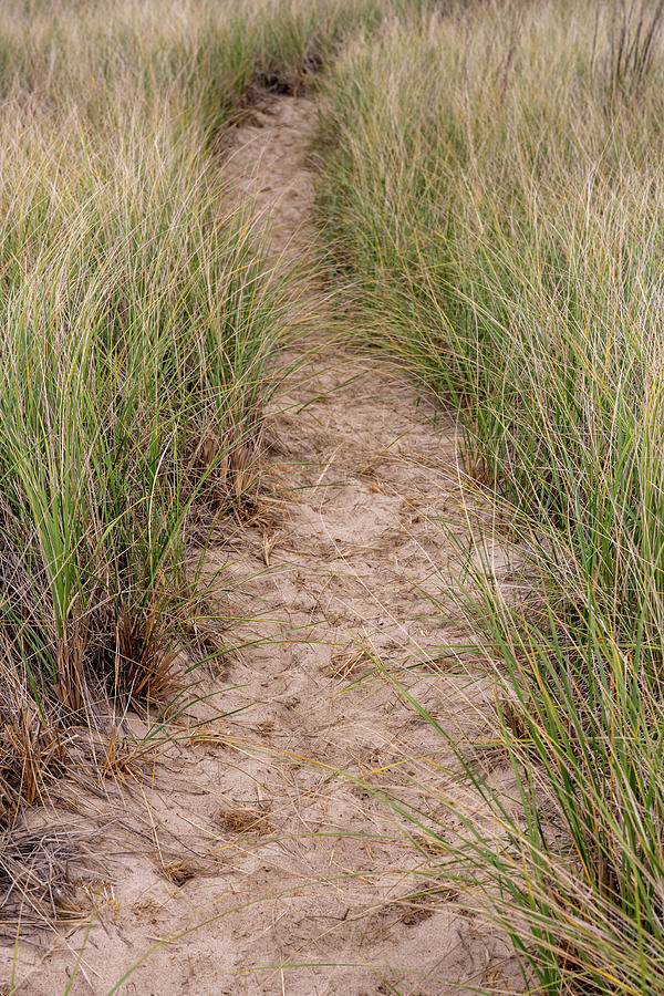 Path to Dunes Photograph by Kelly VanDellen