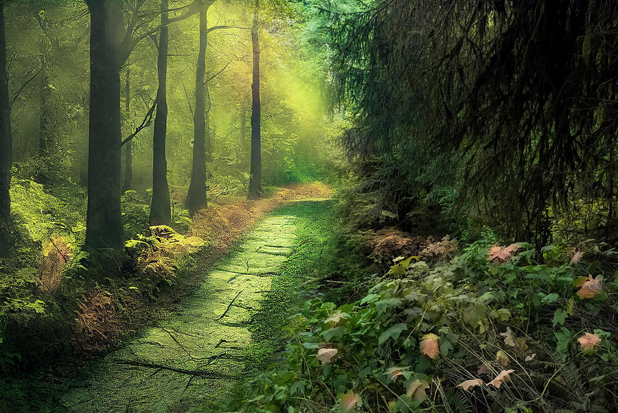 Path to fantasy forest Digital Art by Bill Posner