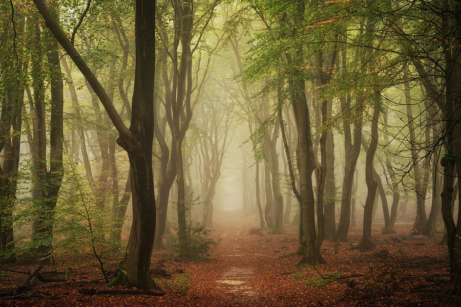 Path to infinity Photograph by Martin Podt - Fine Art America