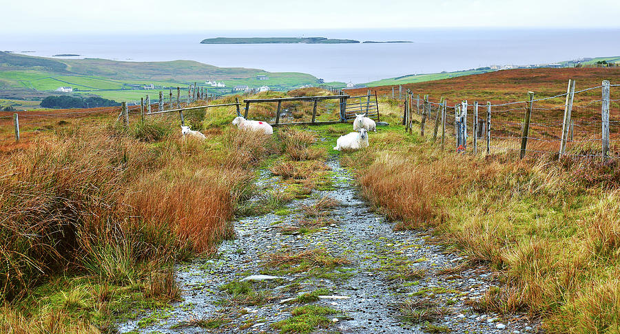 Path to Malin Beg in Autumn Photograph by Lexa Harpell