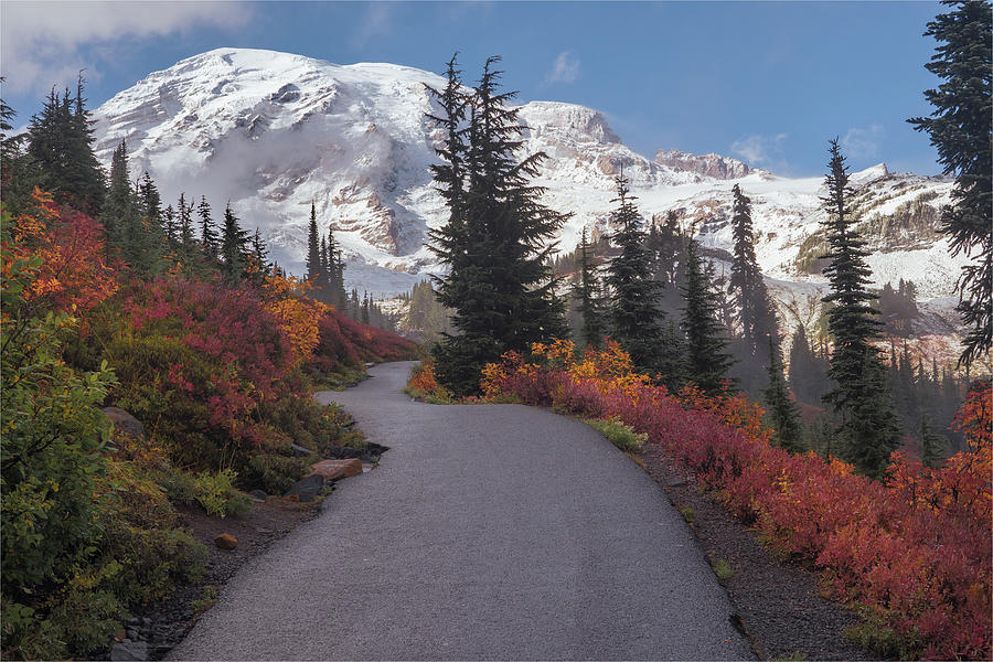 Path to Mt Rainier Photograph by Louise Kornreich