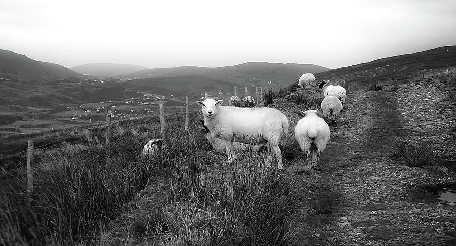 Path to Rural Glencolmcille in BW Photograph by Lexa Harpell