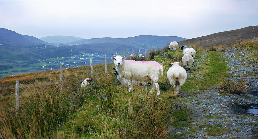 Sheep Photograph - Path to Rural Glencolmcille  by Lexa Harpell
