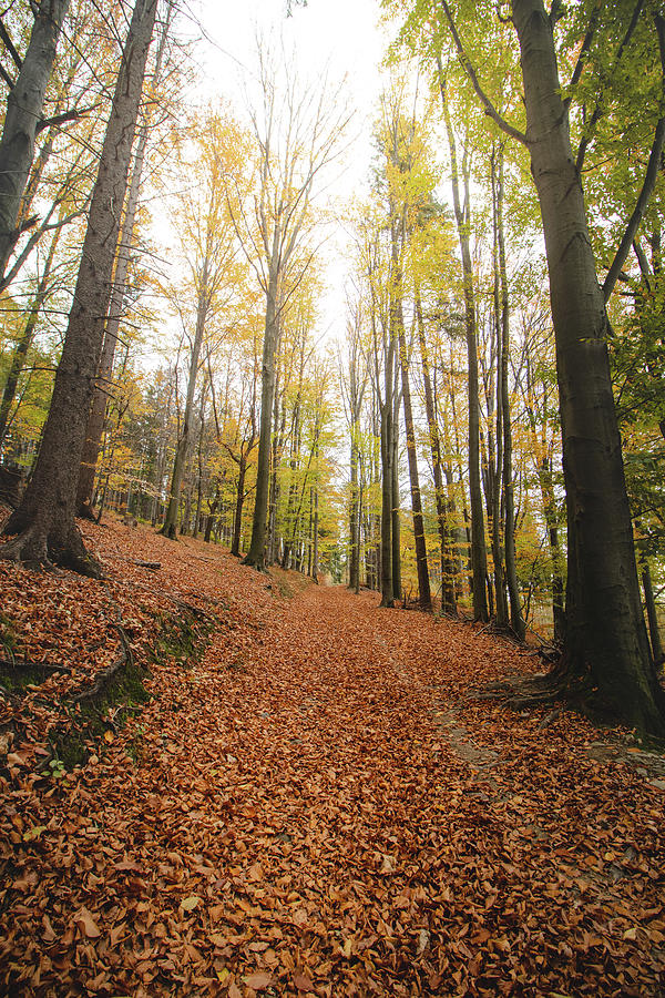 Path to the autumn paradise Photograph by Vaclav Sonnek