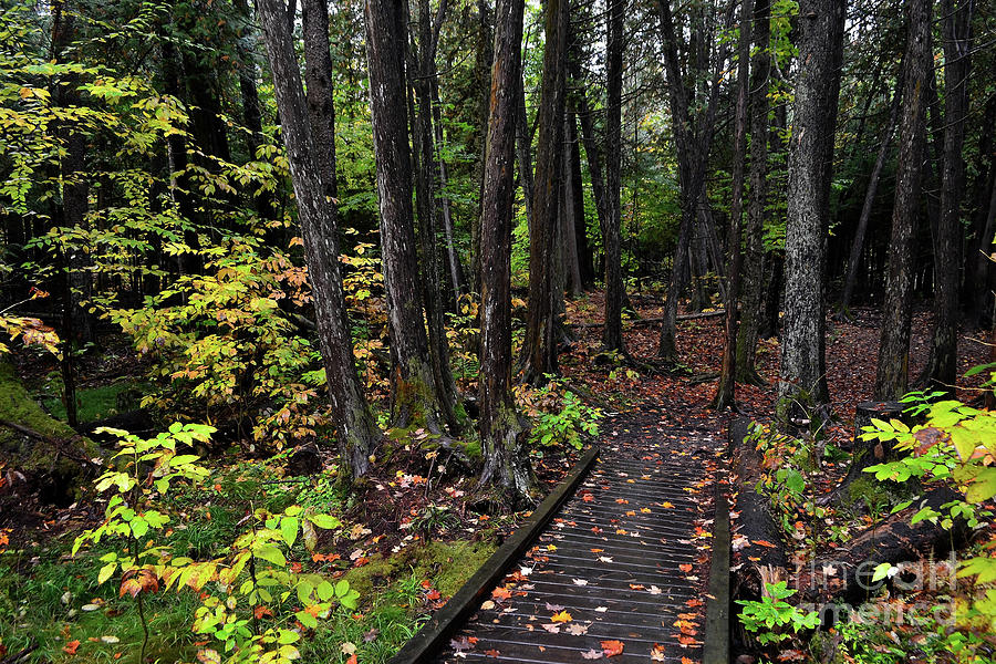 Path to the Northern Michigan Forest Photograph by Amy Lucid