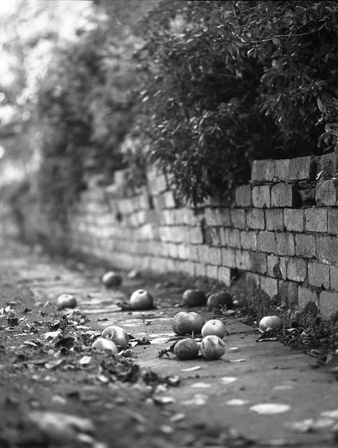 Path With Apples Photograph