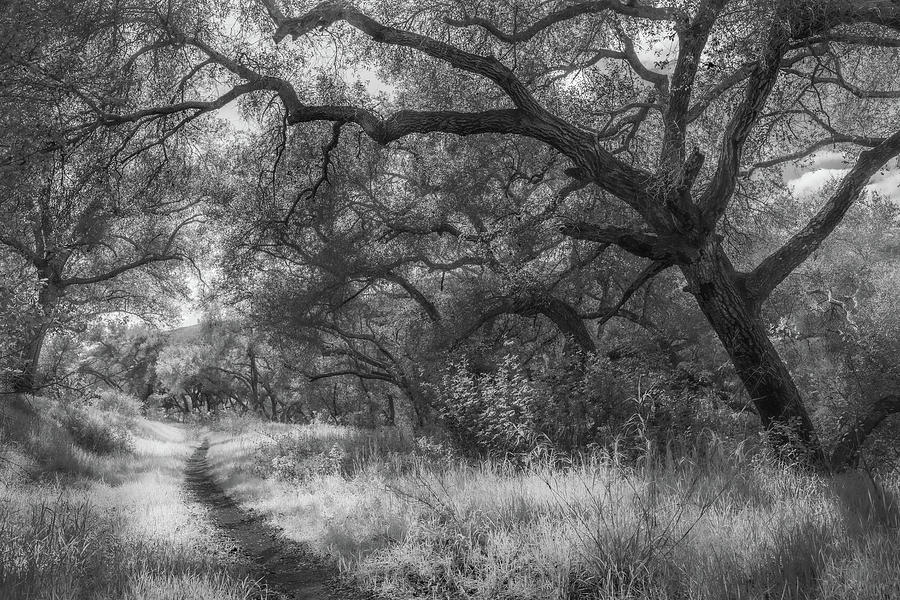 Path with Oaks, Boden Canyon Photograph by Alexander Kunz