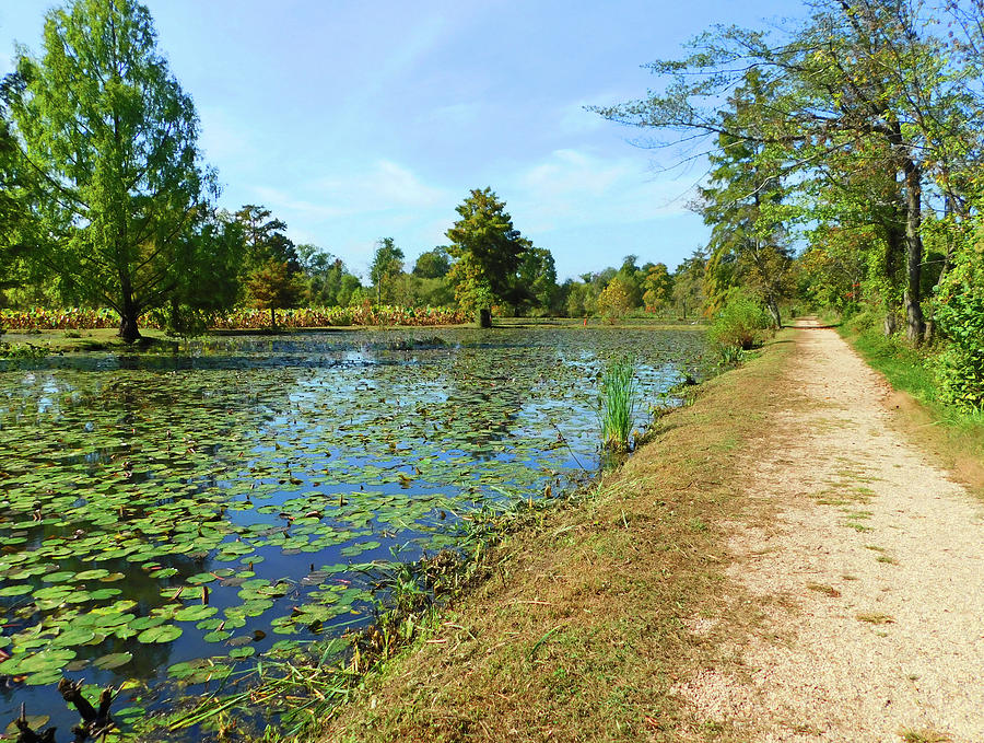 Pathway Along A Lotus Pond Photograph