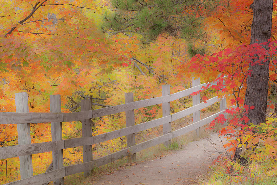 Pathway and Color Photograph by Steve Petrides - Fine Art America