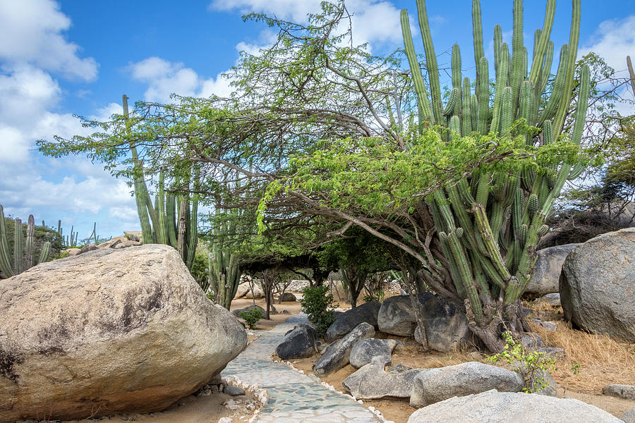 Nature Photograph - Pathway Around Boulders and Cacti Aruba by Debra Martz