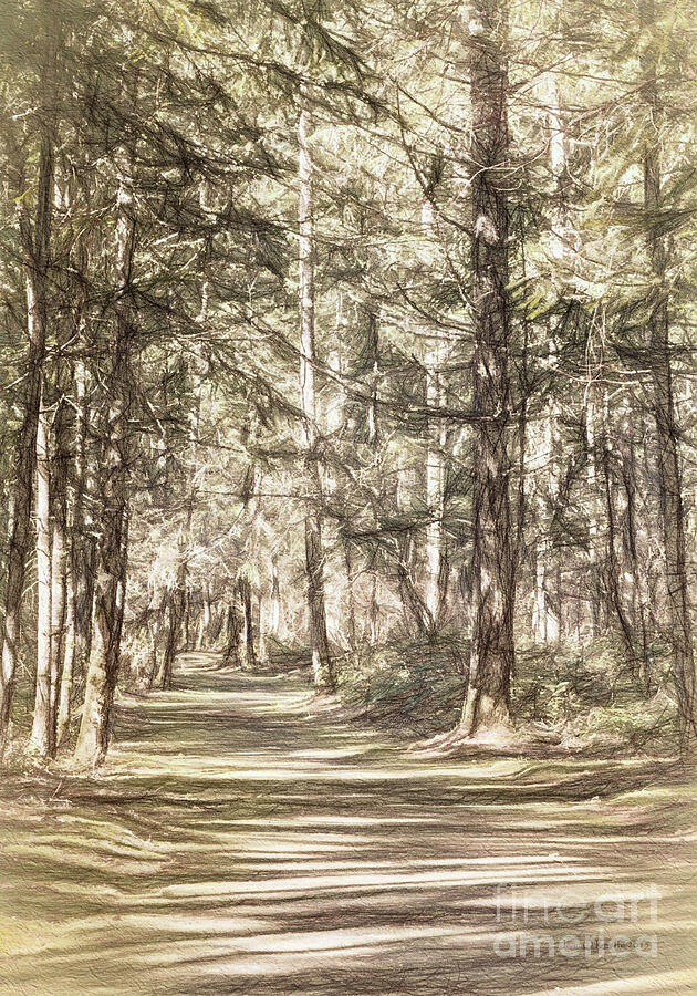 Pathway Digital Art by Macro Abundance Art Pathway Digital Art by Macro Abundance Art