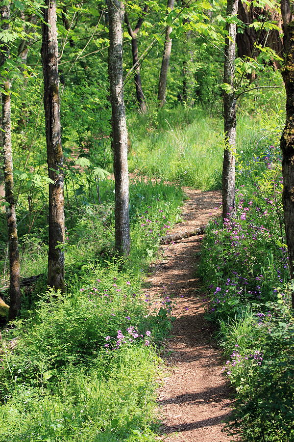 Pathway Photograph by John West Images - Fine Art America