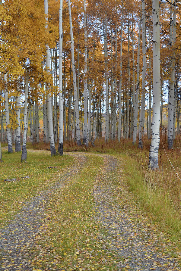 Country Road Photograph - Pathway Through the Aspens by Kathy McCabe