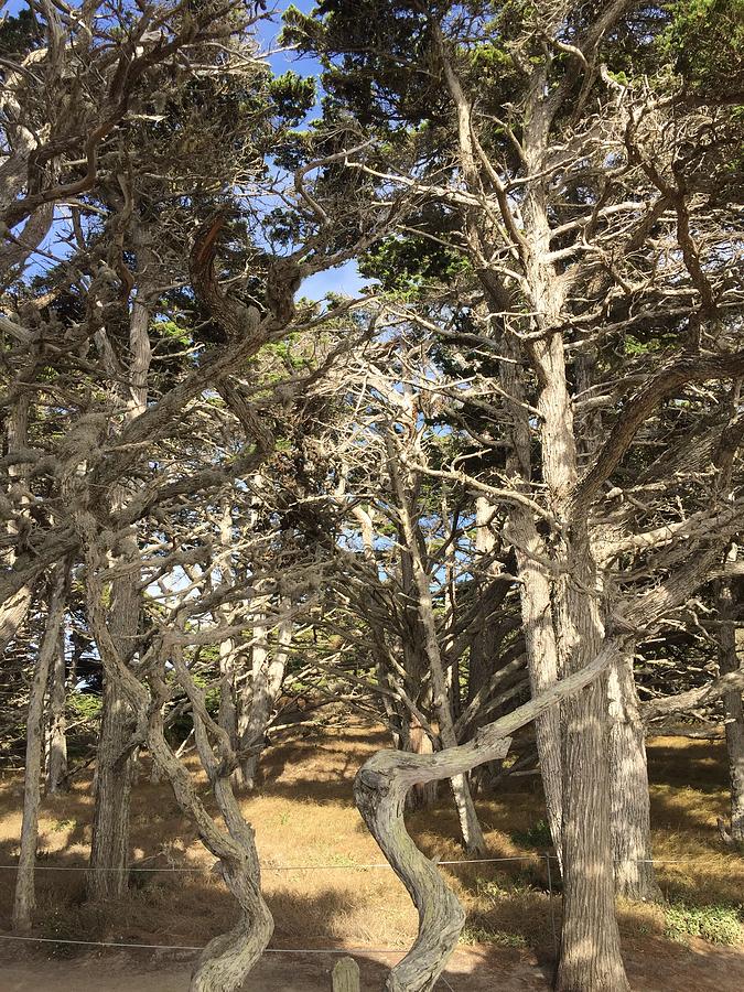 Carmel By The Sea Photograph - Pathway through the trees Point Lobos by Luisa Millicent Carmel By The Sea Photograph - Pathway through the trees Point Lobos by Luisa Millicent