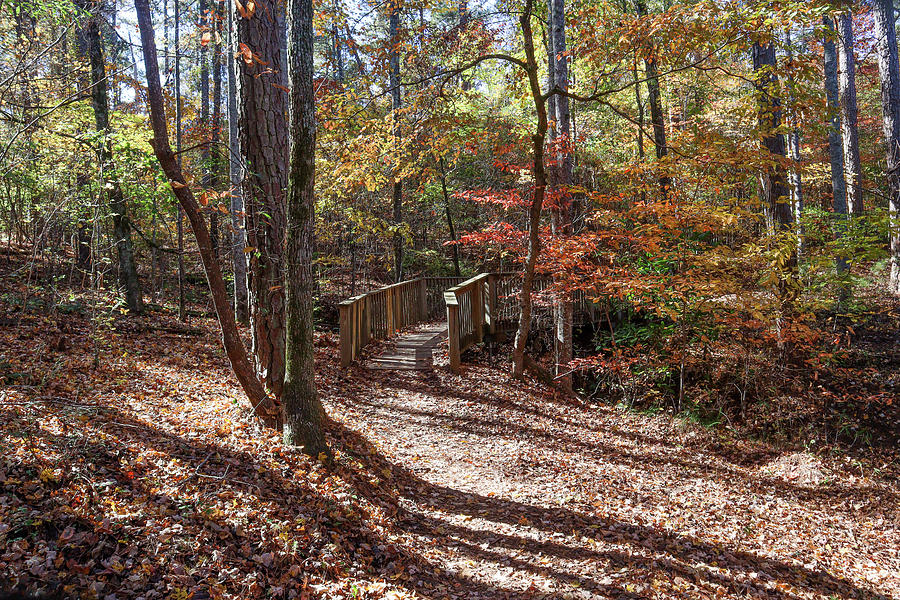 Pathway To Autumn Photograph by Ed Williams