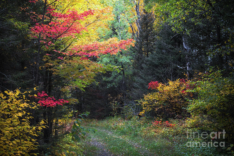 Pathway to Autumn Photograph by Ernesto Ruiz