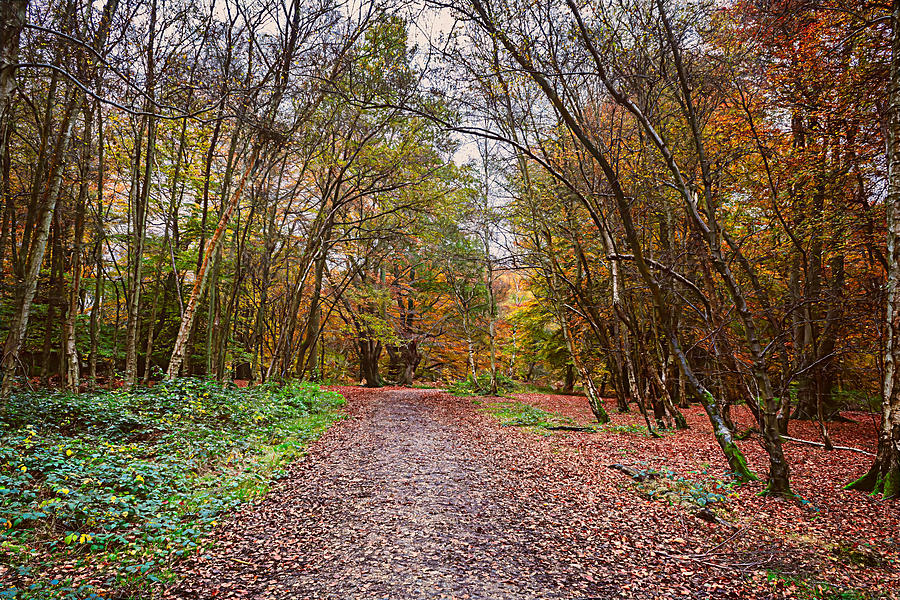 Pathway to Autumn Digital Art by LGP Imagery
