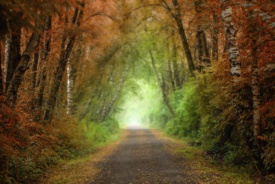 Pathway To Fall  Photograph by Naomi Maya