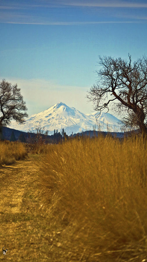 Pathway To Mount Shasta Photograph