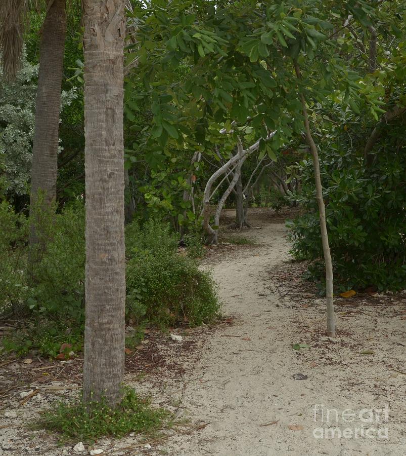 Pathway To The Beach At Key West Photograph