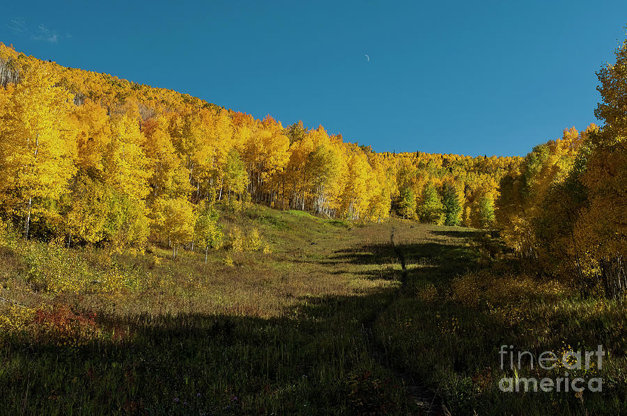 Fall Photograph - Pathway to the Gold by John Bartelt