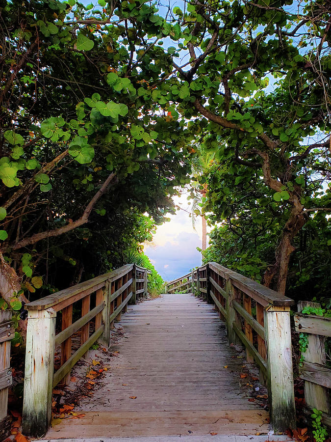 Pathway to the Sea Photograph by Andrea Whitaker