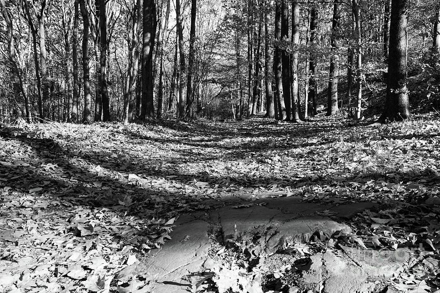 Pathways in Grey by Len Tauro Pathways in Grey by Len Tauro