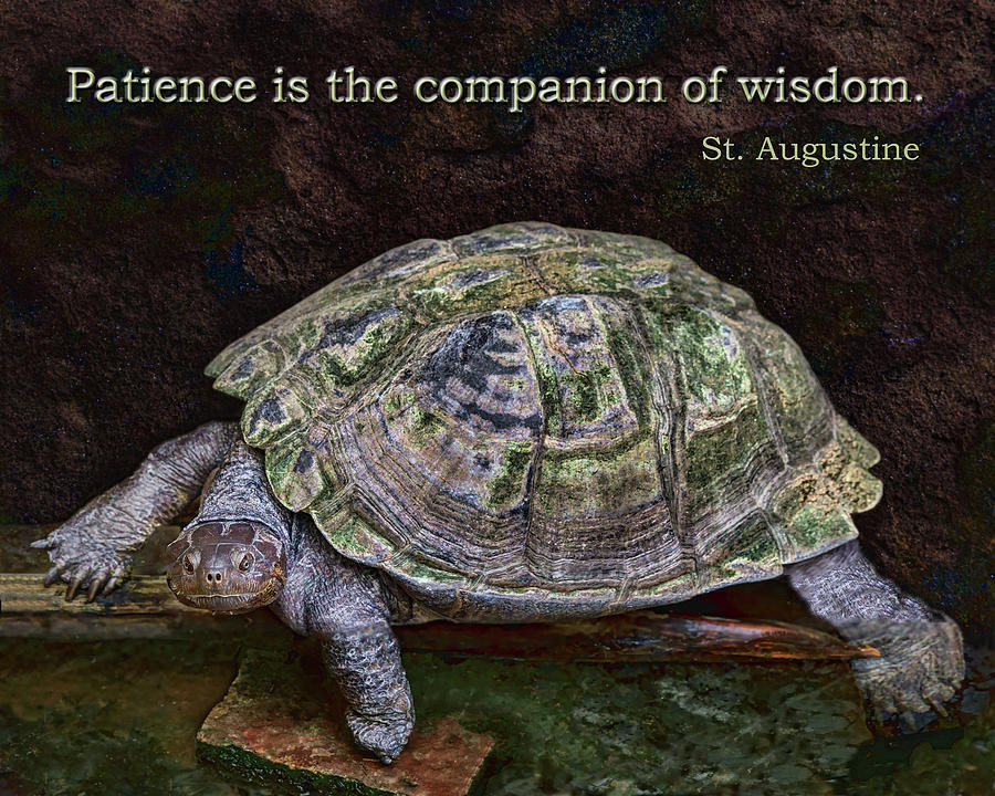 Patience and Wisdom Photograph by Nikolyn McDonald
