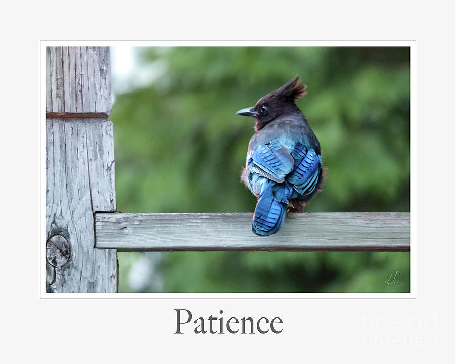 Bird Photograph - Patience by D Lee