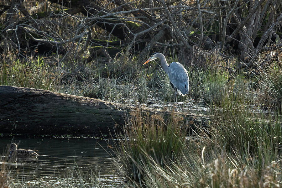 Patience is a Virtue - Great Blue Heron Photograph by Belinda Greb