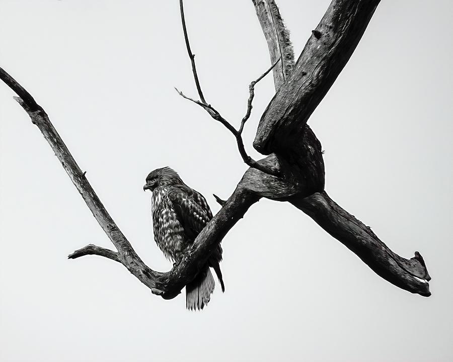 Hawk Photograph - Patience Is Rewarded by Iina Van Lawick