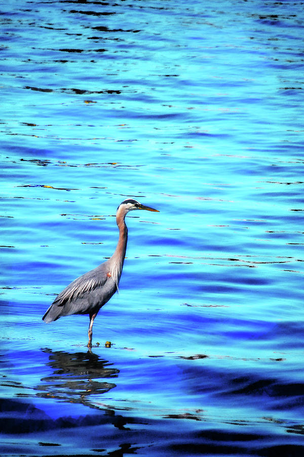 Heron Photograph - Patience by Simone Hester