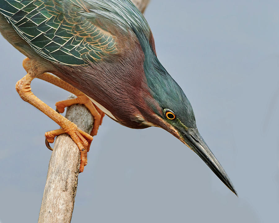 Patient Green Heron Photograph by Jim Hughes