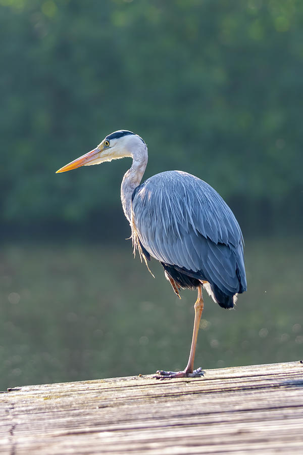 Patient heron Photograph by Steev Stamford