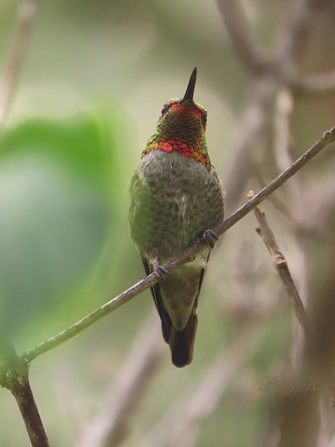 Bejeweled and Bewitching - Avian Art - Hummingbird Photography - Nature Photograph by Brooks Garten Hauschild