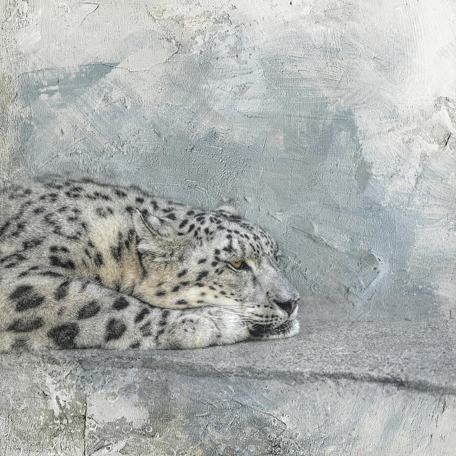 Patient Snow Leopard 2 Photograph by Jai Johnson