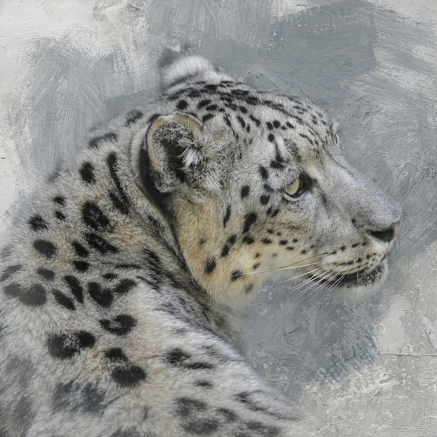 Patient Snow Leopard Photograph by Jai Johnson