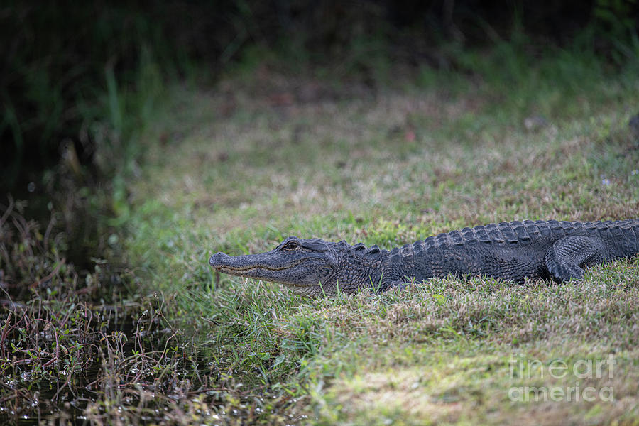Patiently Waiting - American Alligator Photograph by Dale Powell
